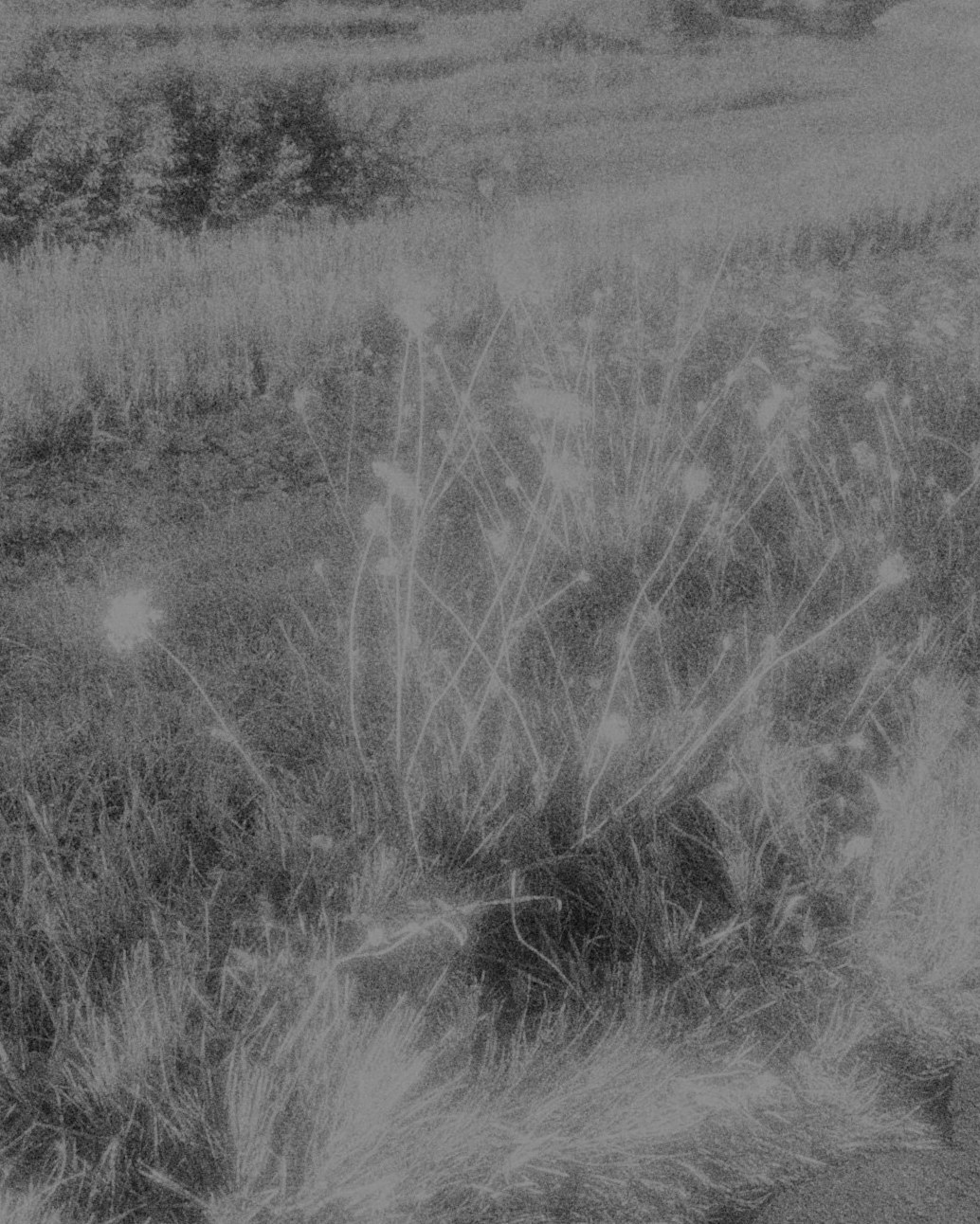 Grass and seed heads glowing in the light